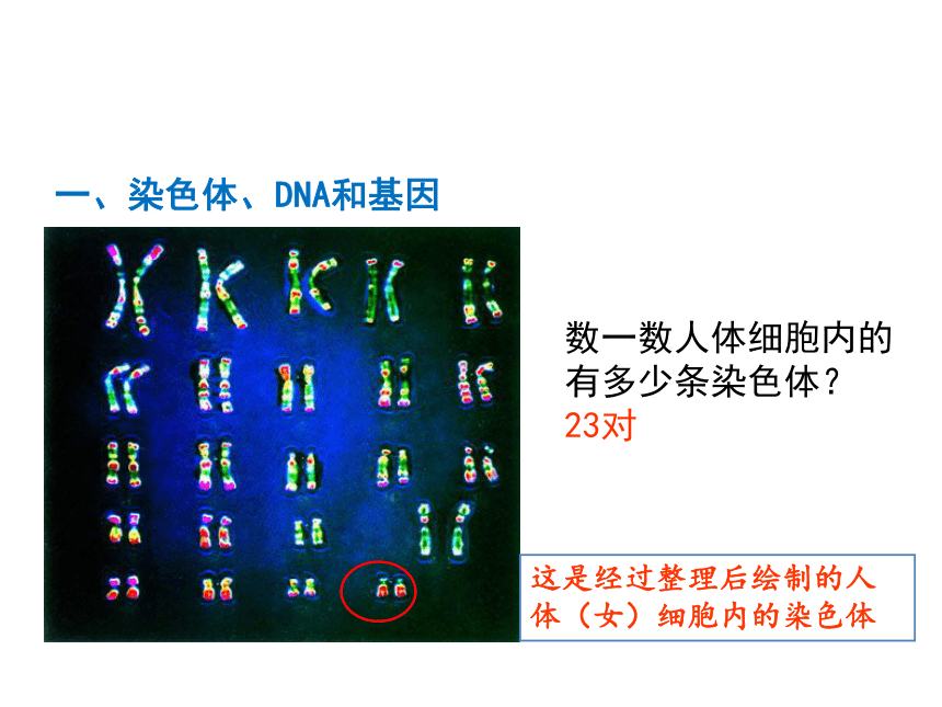 7.2.2 基因在亲子代间的传递 课件（43张PPT）