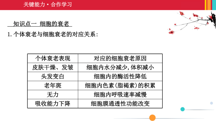 （新人教）生物必修一课件：6.3细胞的衰老和死亡(共35张PPT)