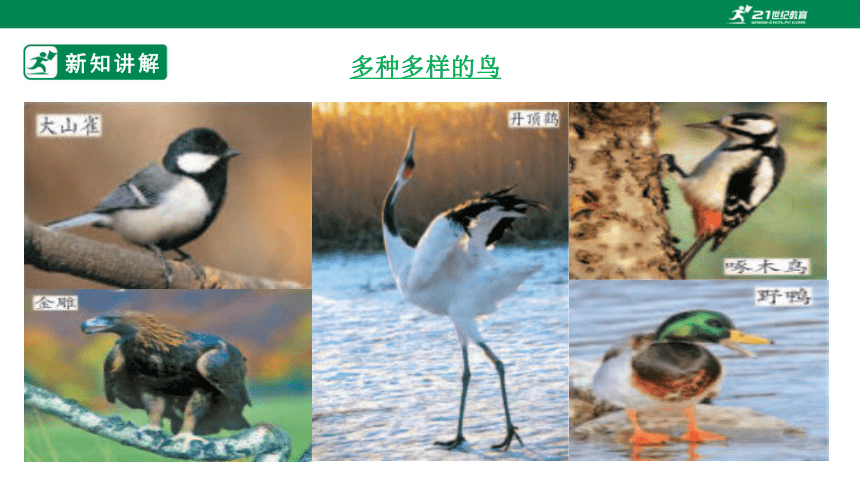 人教版5.1.6 鸟-2022-2023学年八年级生物上册 同步课件(共30张PPT)