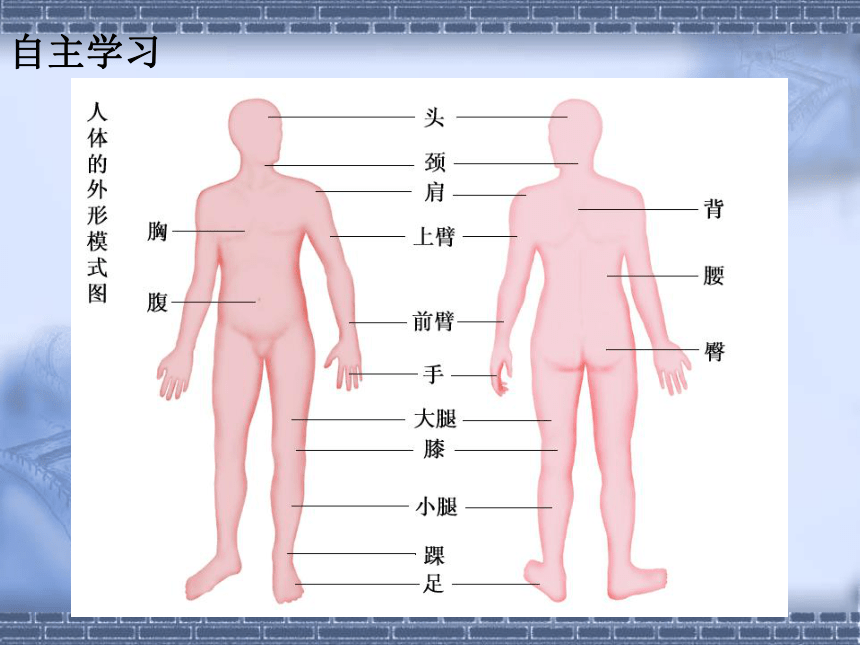 苏科版七年级下册生物 9.2人体的组成 课件（20张PPT）