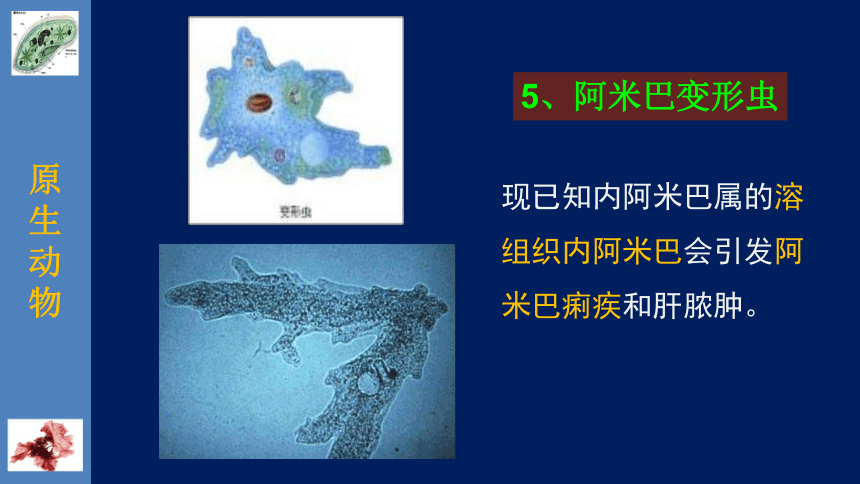 北师大版生物八年级下册22.2 原生生物的主要类群 课件（共25张PPT）