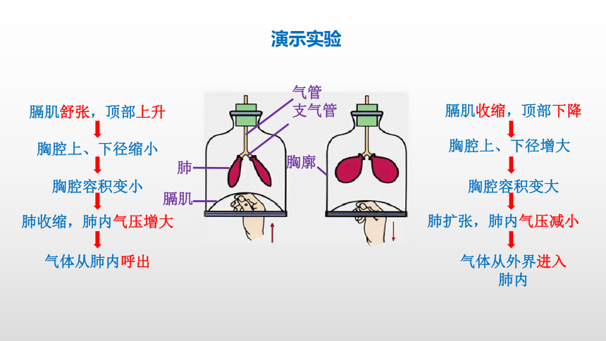 2021-2022学年人教版生物七年级下册4.3.2发生在肺内的气体交换课件(共24张PPT)