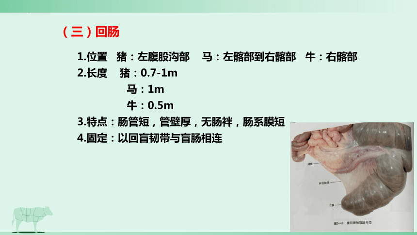 3.2 消化腺的识别 肠肝和胰 课件(共21张PPT)《畜禽解剖生理（第四版）》同步教学(高教版)