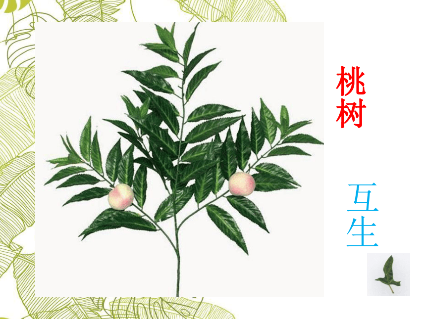 苏少版二年级美术下册 第13课 会变的花、树、叶 课件(共55张PPT)