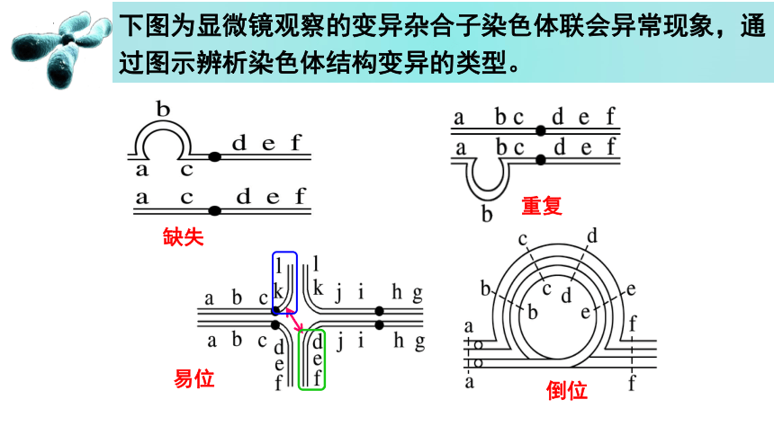 3.1 染色体变异及其应用  课件(共50张PPT) 2022-2023学年高一生物 苏教版2019必修2