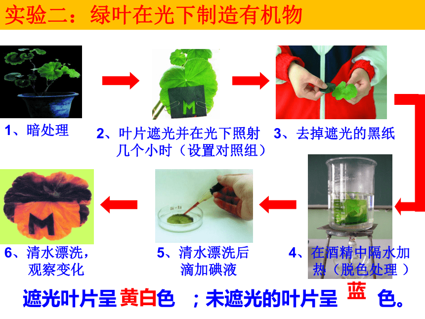 2021-2022学年人教版生物七年级上册3.5 绿色植物与生物圈中的碳—氧平衡（复习课）课件(共33张PPT)