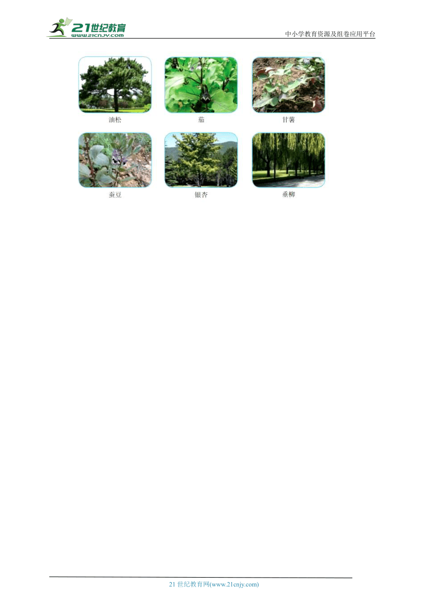 【新课标】2.4《植物的简单分类》分层练习（含答案）