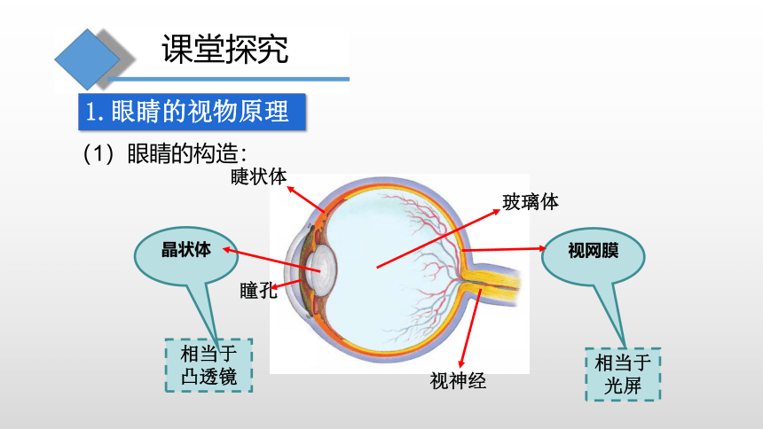 4.6神奇的眼睛—沪科版八年级全一册物理课件(共21张PPT)