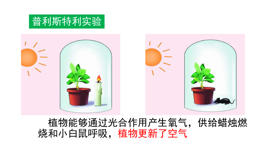 济南版2022-2023学年七年级上册生物2.1.5 绿色植物在生物圈中的作用优质课件(共22张PPT)