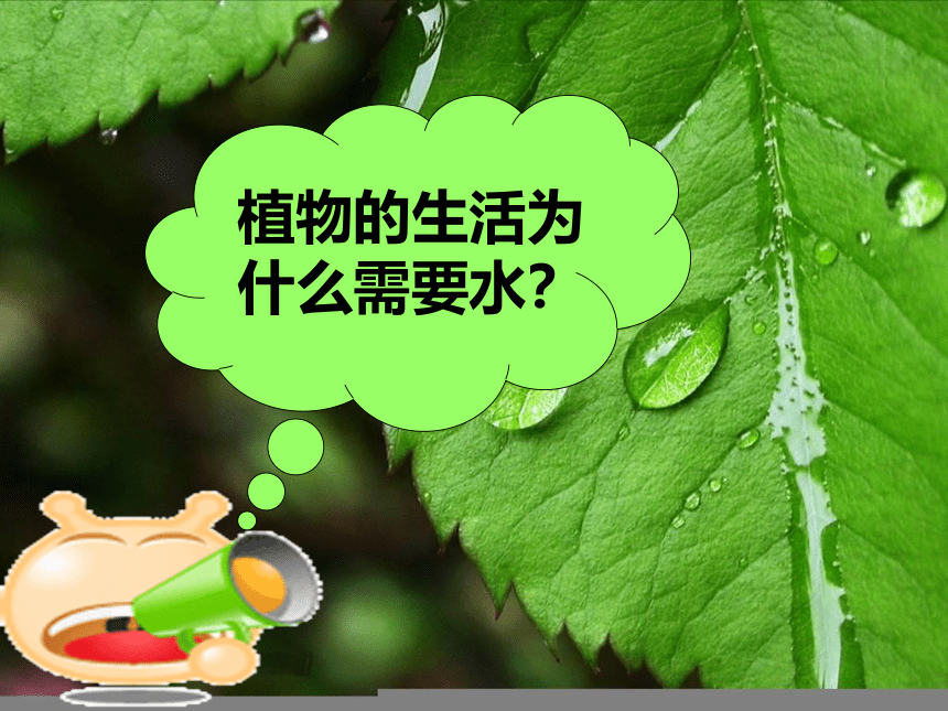 粤教粤科版（2017秋） 五年级上册1.1植物需要水分 （课件19ppt)
