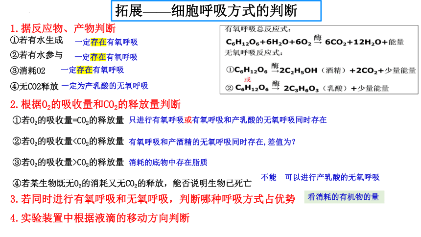 09 细胞呼吸-2024年高考生物一轮复习课件(共30张PPT)（新教材新高考）