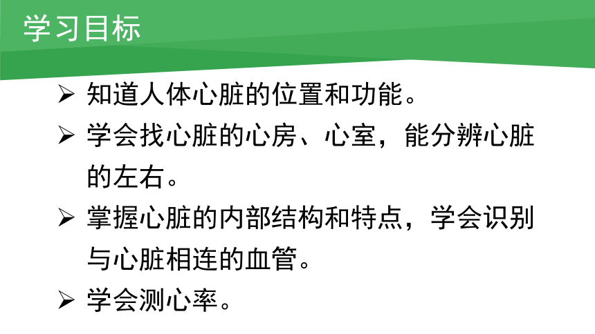 3.3.2物质运输的器官--心脏课件(共20张PPT)2022--2023学年济南版生物七年级下册