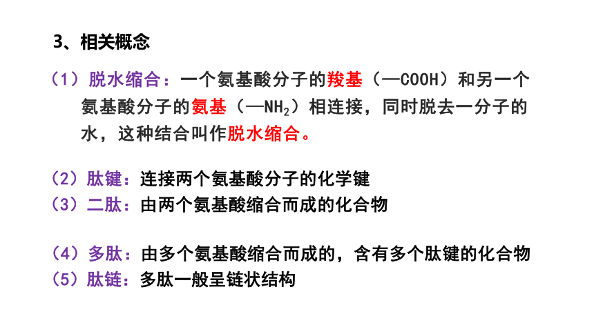 【备考2022一轮复习】&1.2蛋白质的结构和功能（共38张PPT）