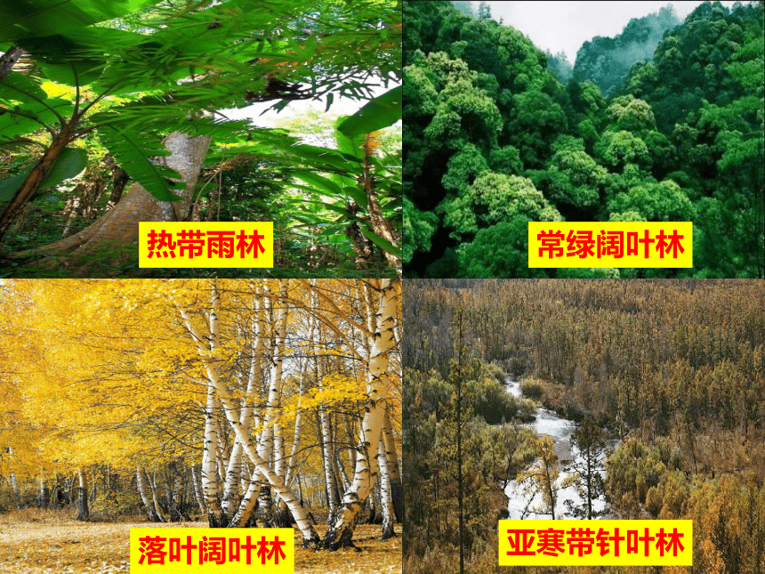 第五章地球上的植被与土壤复习课课件（共26张PPT）