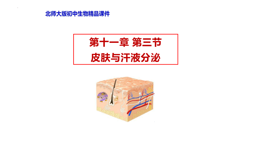 4.11.3  皮肤与汗液分泌  课件(共24张PPT)-北师大版生物七年级下册