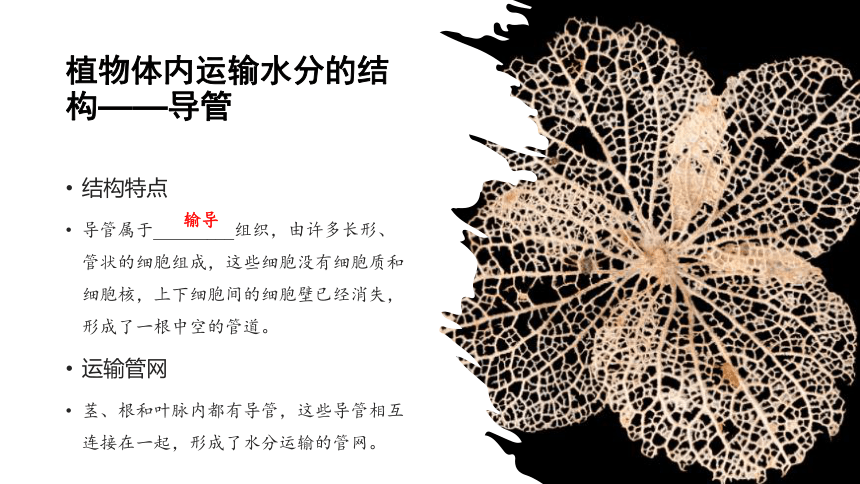 专题06 绿色植物与生物圈的水循环（课件）-2022-2023学年七年级生物上学期期中期末考点大串讲（人教版）(共20张PPT)