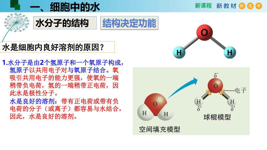 2.2细胞中的无机物(课件共24张PPT)