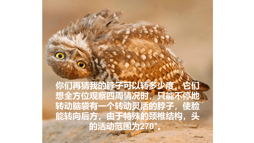 人美版（北京）美术四年级下册  5. 黑夜狩猎者猫头鹰 课件(共28张PPT)