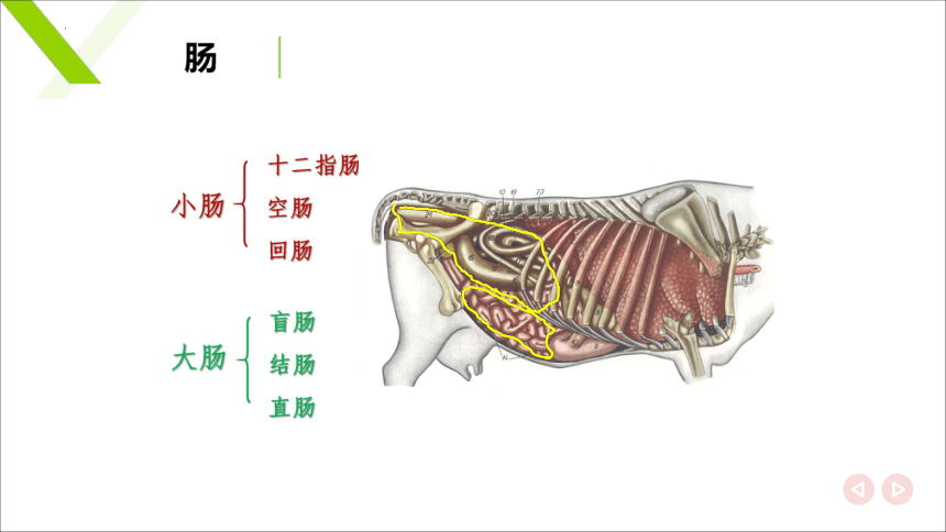 2.4肠 课件(共20张PPT)《畜禽解剖生理》同步教学（中国轻工业出版社）