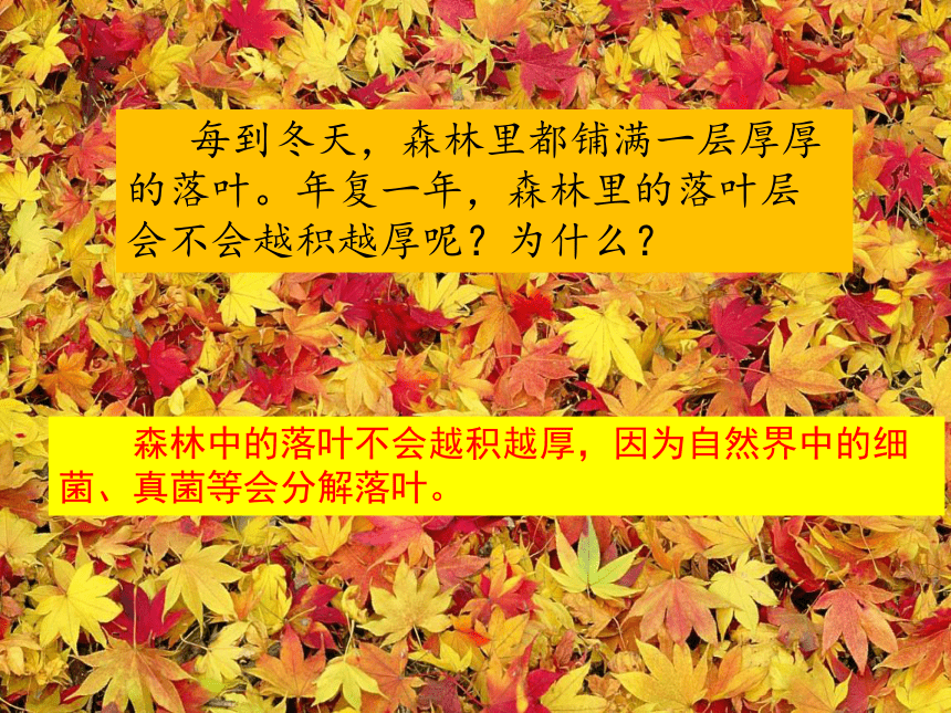 人教版生物八年级上册 5.4.4 细菌和真菌在自然界中的作用  2022-2023学年课件 (共18张PPT)