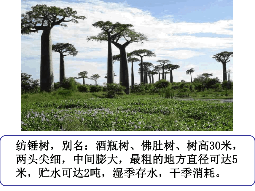 2021-2022学年七年级上册人教版地理教学课件  第三章 第四节  世界的气候（共47张PPT）