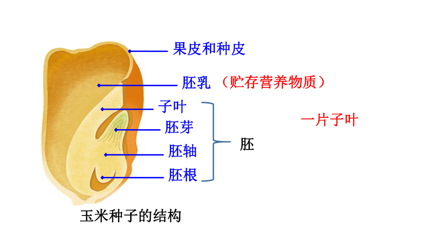 人教版生物七年级上册 3.1.2种子植物课件(共32张PPT)