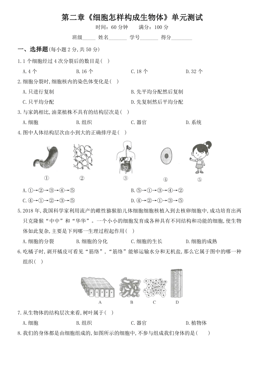 人教版2020年（秋）七年级生物上册：第二单元第二章《细胞怎样构成生物体》单元测试（Word版含部分答案解析）