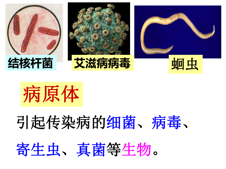 8.1.1传染病及其预防课件(共23张PPT)2021-2022学年人教版生物八年级下册