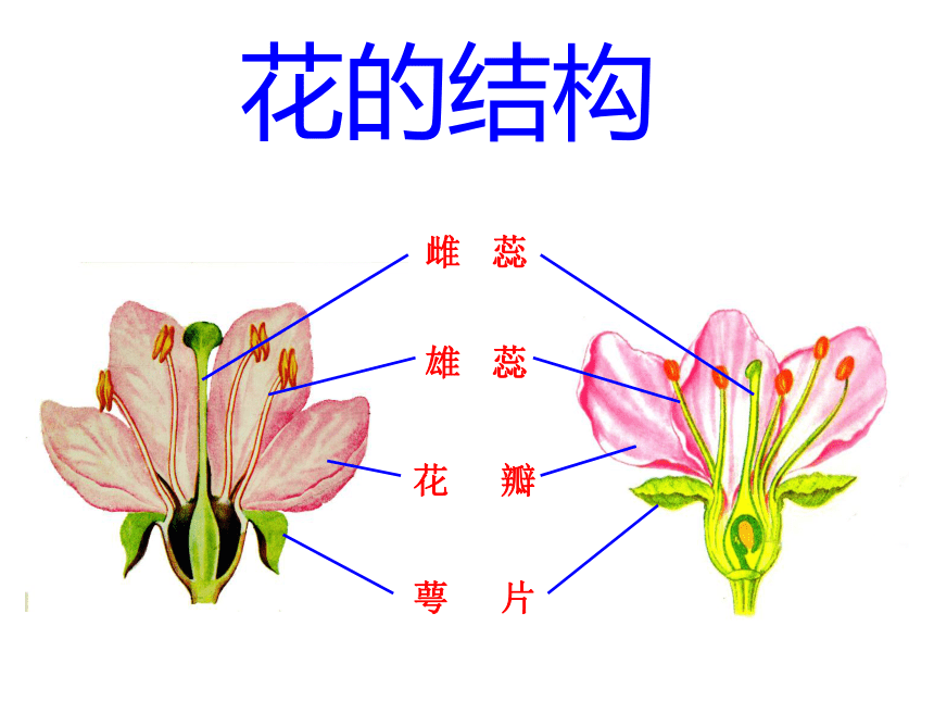 青岛版（六三制2017秋）三年级下册科学 4.11植物的花 (课件共14张PPT)