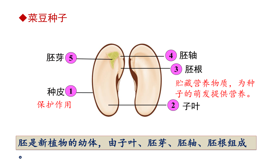 3.1.2  种子植物 课件(共28张PPT) 2021-2022学年人教版生物七年级上册