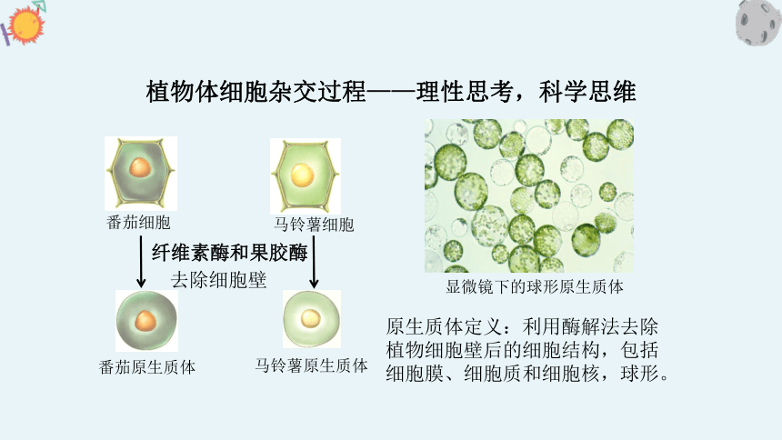 第二节 通过体细胞杂交可获得新的植物体 课件（共28张PPT）