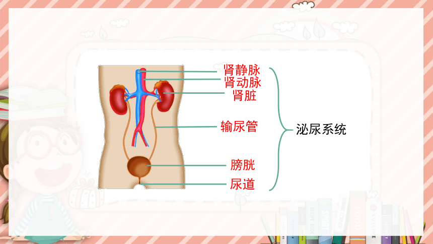 11.1人体泌尿系统的组成课件(共27张PPT)