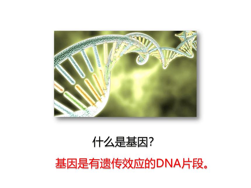 2020-2021学年人教版八年级生物下册 7.2.2 基因在亲子代间的传递 课件 （20张PPT）