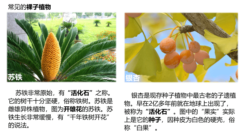 3.1.2种子植物（第2课时）课件(共23张PPT)2022-2023学年人教版七年级上册生物
