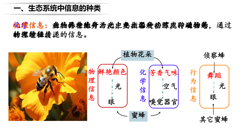 3.4生态系统的信息传递课件（共36张PPT)-人教版（2019）选择性必修2