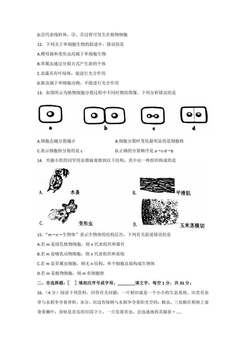 山东省泰安市岱岳区2021-2022学年六年级上学期期末考试生物试题（word版含答案）