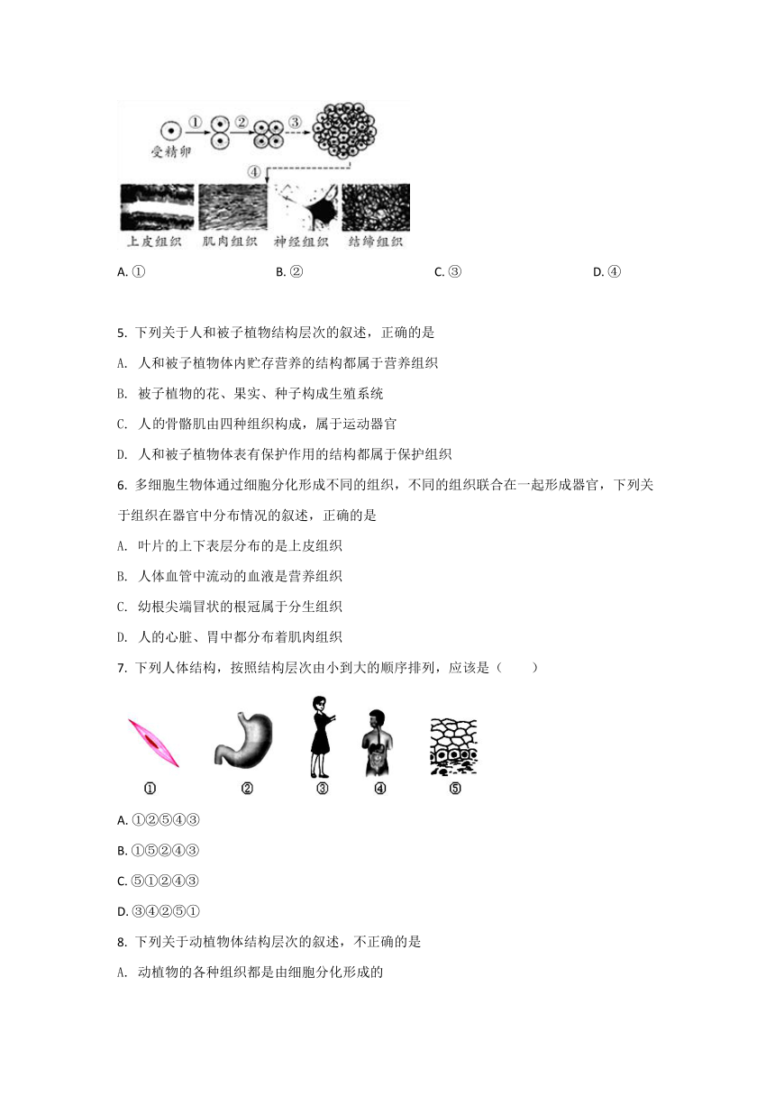 人教版七上生物第2单元第2章细胞怎样构成生物体单元试卷（含解析）