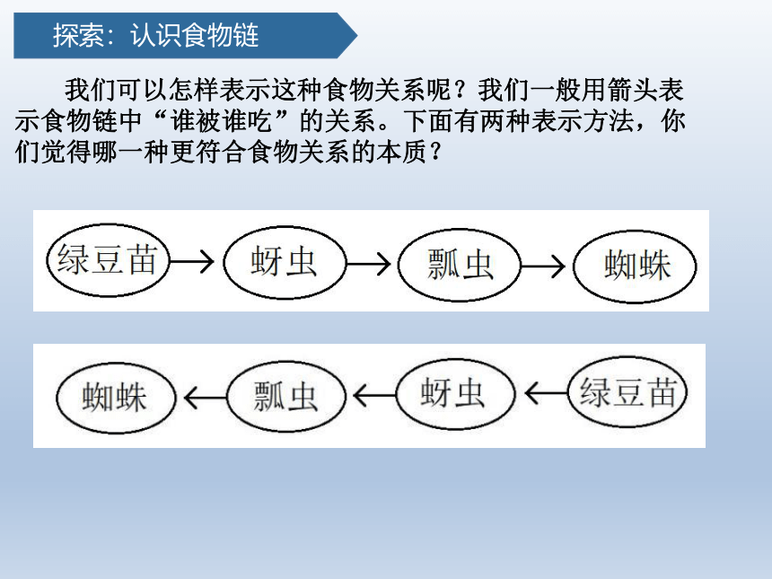 教科科学五下1.6食物链和食物网 课件(共24张PPT)