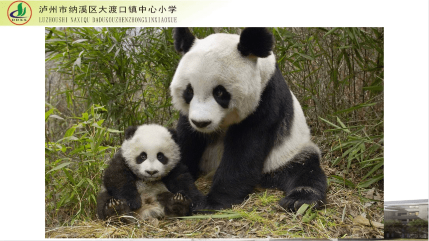 川教版（2019）三年级下册 信息技术 2.1 熊猫欢欢自画像 课件（13ppt）