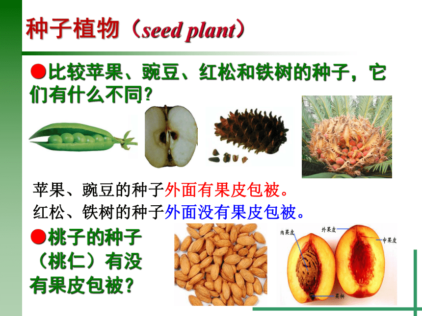 2.5 常见的植物（1）种子植物（课件 23张ppt）