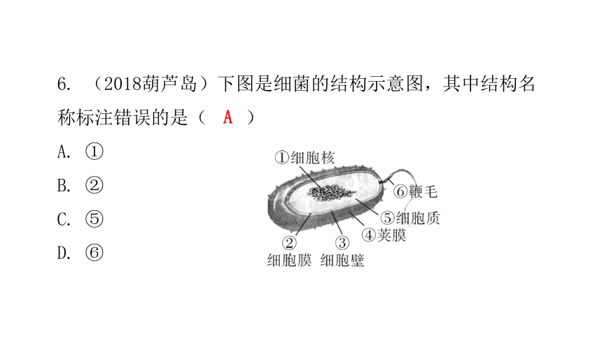 人教版生物八年级上册 第五单元 第四章 细菌和真菌章末总结课件（共39张PPT）