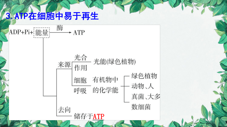 浙科版（2019）生物必修一 第三章第一节 ATP是细胞内的“能量通货”课件(共31张PPT)