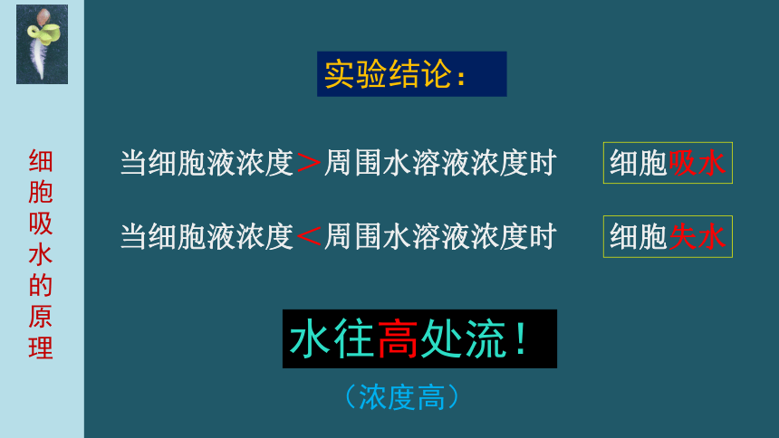 5.3   吸收作用 课件(共27张PPT)2021---2022学年北师大版生物七年级上生物