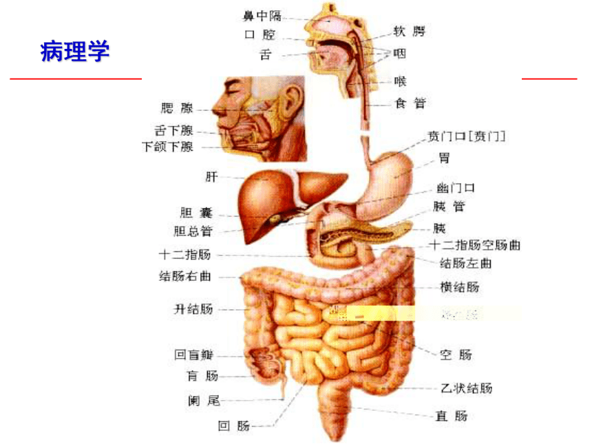 第8章 消化系统疾病_1课件(共52张PPT)-《病理学·第4版》同步教学（科学出版社）