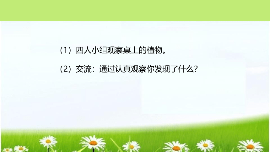 统编版道德与法治一年级下册2.6《花儿草儿真美丽》课件（2课时，共24张PPT）