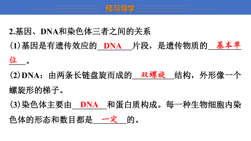 7.2.2　基因在亲子代间的传递 课件(共22张PPT) 2023-2024学年初中生物人教版八年级下册
