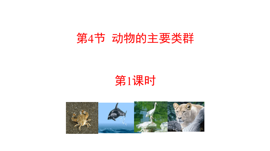 八年级下册生物北师大版课件：第22章 第4节  动物的主要类群（第1课时）(共35张PPT)