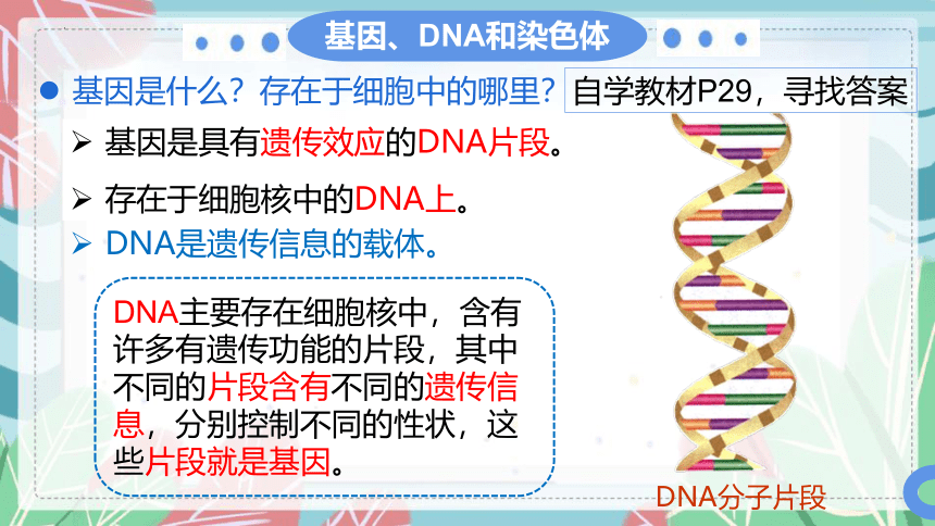 7.2.2 基因在亲子代间的传递-课件（人教版）(共23张PPT）