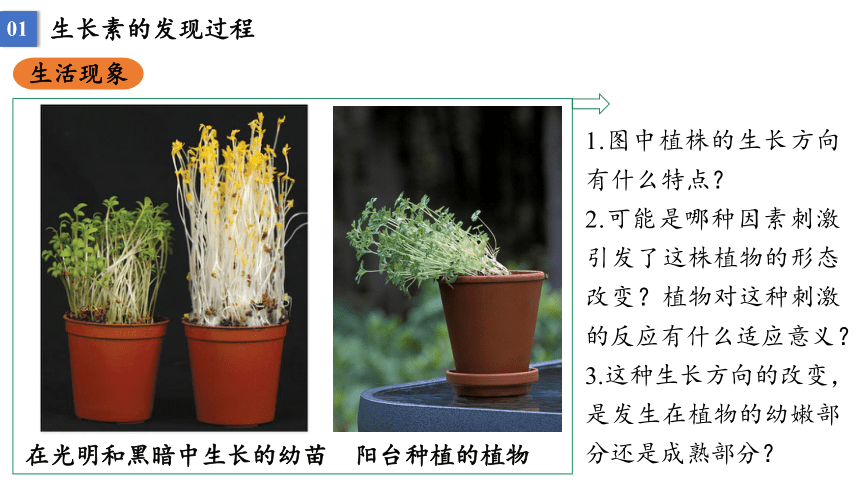 5.1 植物生长素课件2021-2022学年高二上学期生物人教版选择性必修1(33张PPT）