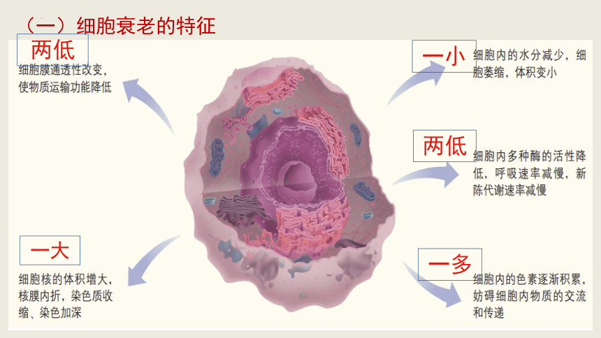 生物人教版（2019）必修1 6.3细胞的衰老和死亡（共27张ppt)